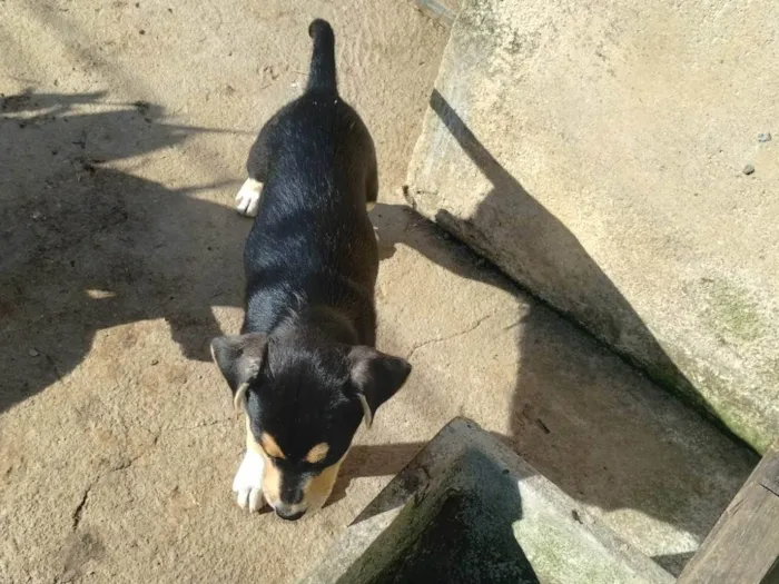 Cachorro ra a SRD-ViraLata idade 2 a 6 meses nome Pistache
