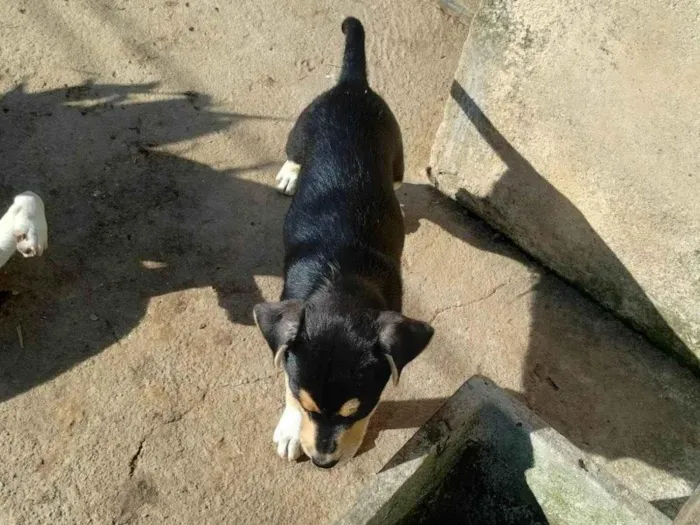 Cachorro ra a SRD-ViraLata idade 2 a 6 meses nome Pistache