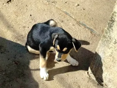 Cachorro raça SRD-ViraLata idade 2 a 6 meses nome Pistache