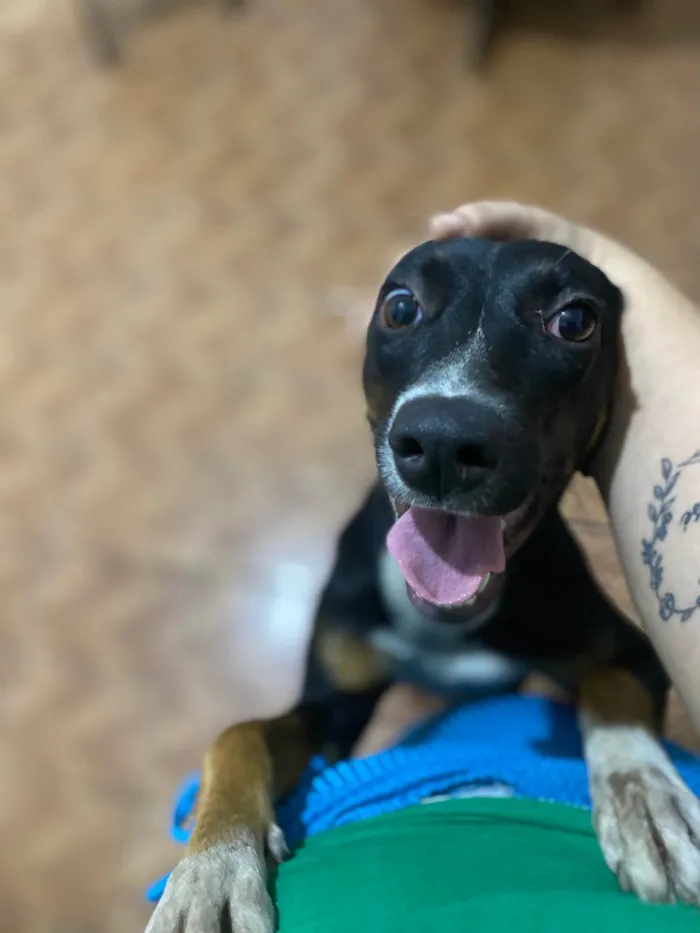 Cachorro ra a SRD-ViraLata idade 2 a 6 meses nome Pipoca