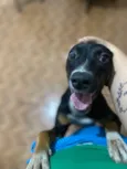 Pipoca