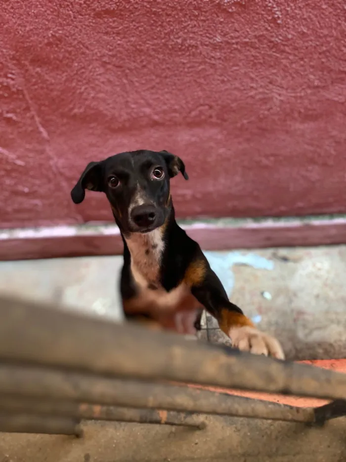 Cachorro ra a SRD-ViraLata idade 2 a 6 meses nome Pipoca