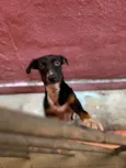 Pipoca
