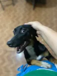 Pipoca