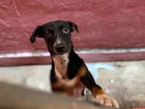 Cachorro raça SRD-ViraLata idade 2 a 6 meses nome Pipoca