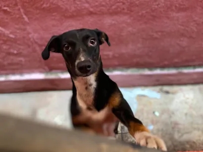 Cachorro raça SRD-ViraLata idade 2 a 6 meses nome Pipoca