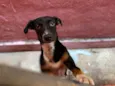 Pipoca