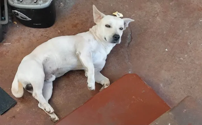 Cachorro ra a SRD-ViraLata idade 3 anos nome Goiaba