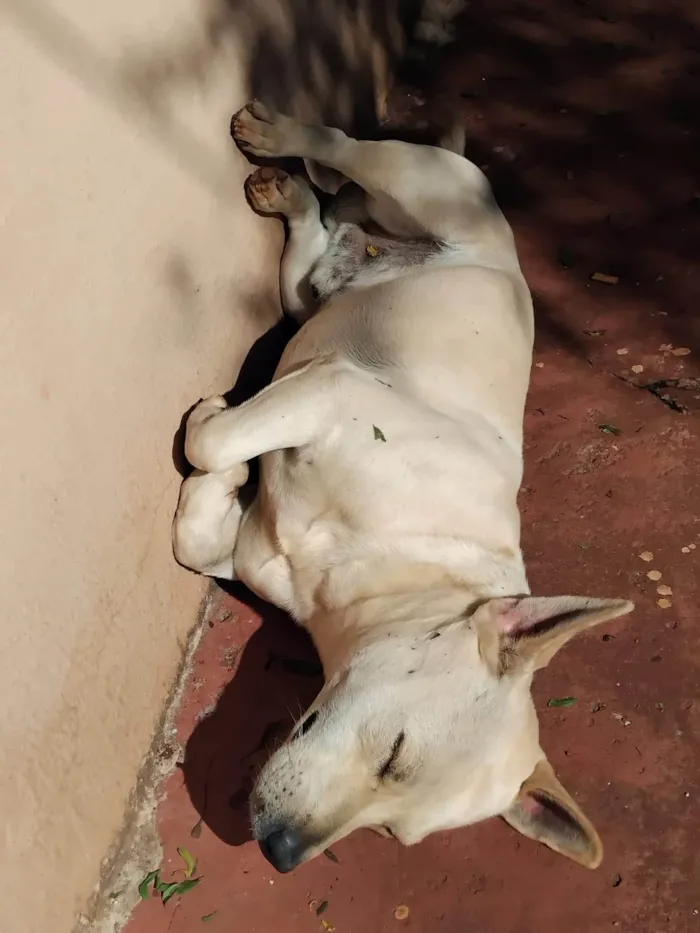 Cachorro ra a SRD-ViraLata idade 3 anos nome Goiaba