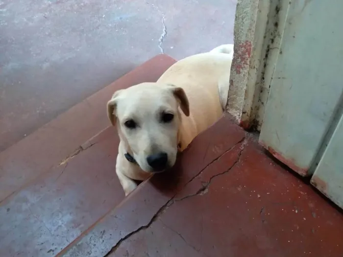 Cachorro ra a SRD-ViraLata idade 3 anos nome Goiaba