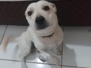 Cachorro raça SRD-ViraLata idade 3 anos nome Goiaba
