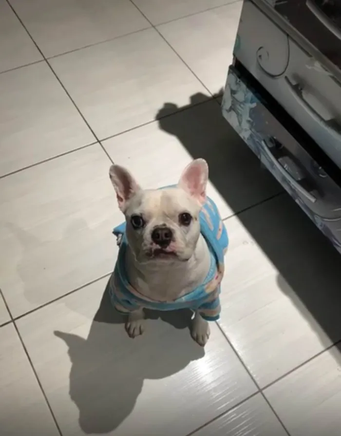 Cachorro ra a Bulldog idade 6 ou mais anos nome Dominic 