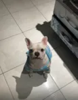 Dominic