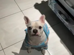 Cachorro raça Bulldog idade 6 ou mais anos nome Dominic 