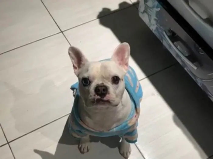 Cachorro ra a Bulldog idade 6 ou mais anos nome Dominic 