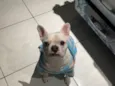 Dominic