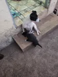 Nala