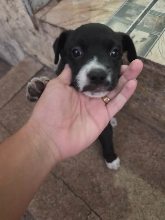 Cachorro ra a SRD-ViraLata idade Abaixo de 2 meses nome Betove