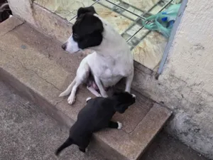 Cachorro raça SRD-ViraLata idade Abaixo de 2 meses nome Nala