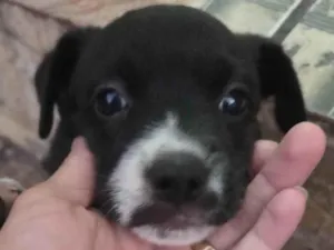 Cachorro raça SRD-ViraLata idade Abaixo de 2 meses nome Betove