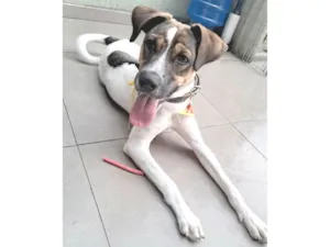 Cachorro raça SRD-ViraLata idade 1 ano nome Nick