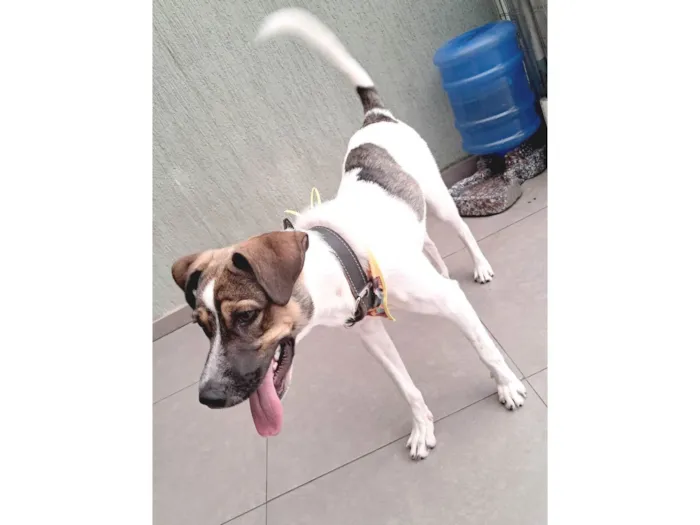 Cachorro ra a SRD-ViraLata idade 1 ano nome Nick