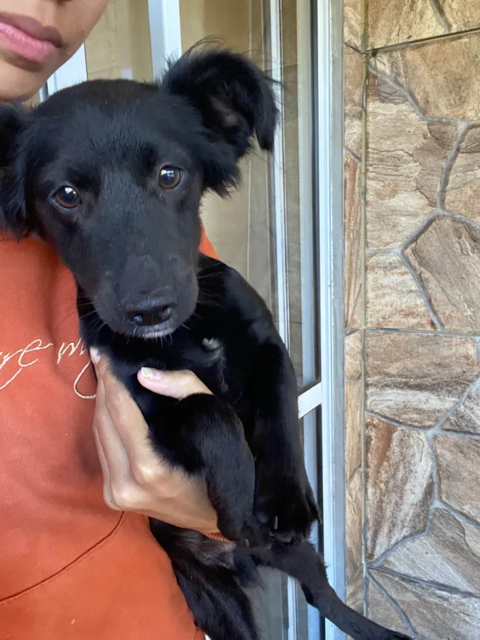 Cachorro ra a SRD-ViraLata idade 2 a 6 meses nome Toreto