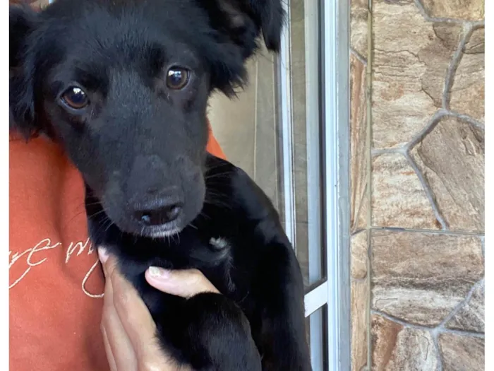 Cachorro ra a SRD-ViraLata idade 2 a 6 meses nome Toreto