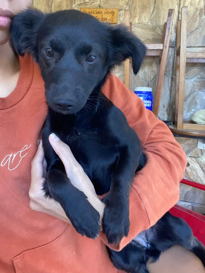 Cachorro ra a SRD-ViraLata idade 2 a 6 meses nome Clotilde