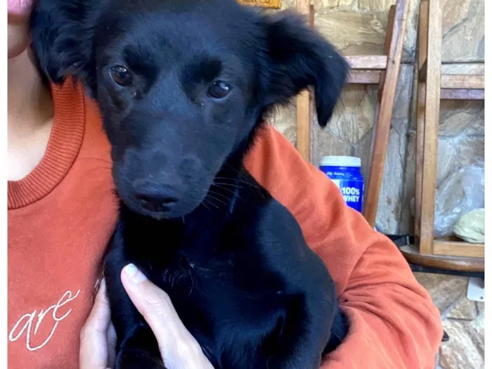 Cachorro ra a SRD-ViraLata idade 2 a 6 meses nome Clotilde