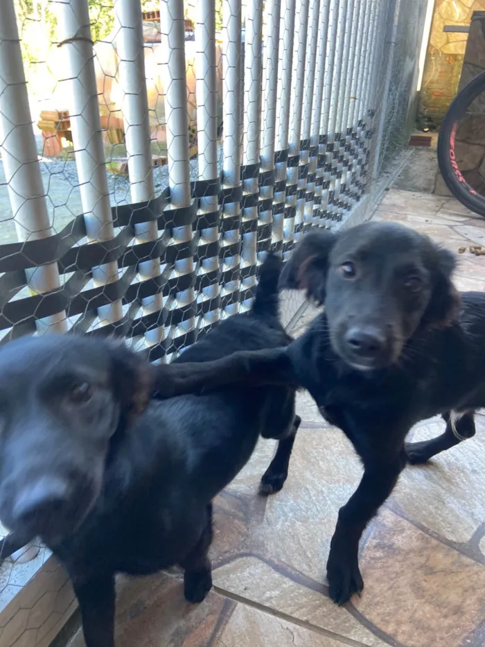 Cachorro ra a SRD-ViraLata idade 2 a 6 meses nome Clotilde