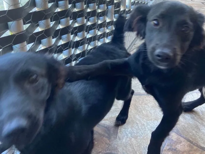 Cachorro ra a SRD-ViraLata idade 2 a 6 meses nome Clotilde