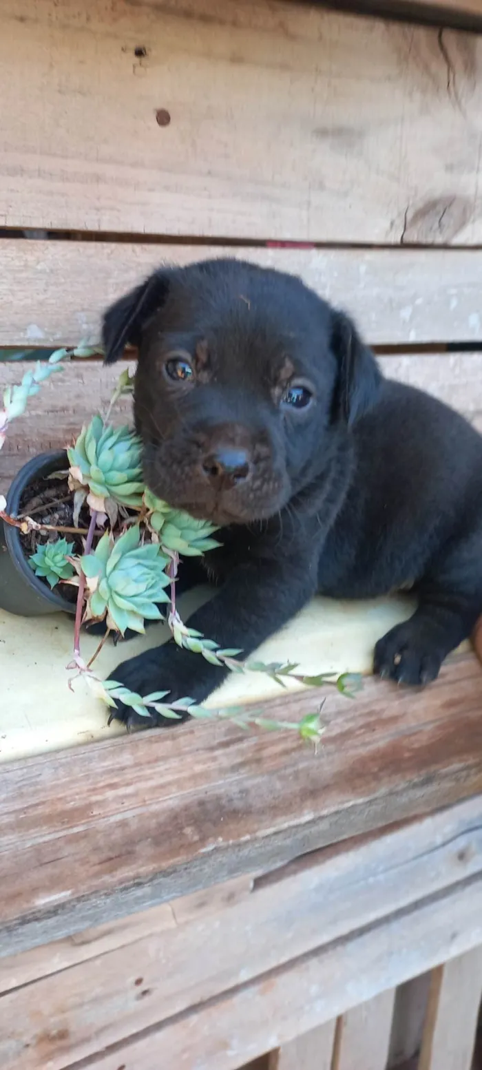 Cachorro ra a SRD-ViraLata idade Abaixo de 2 meses nome Pretinho 