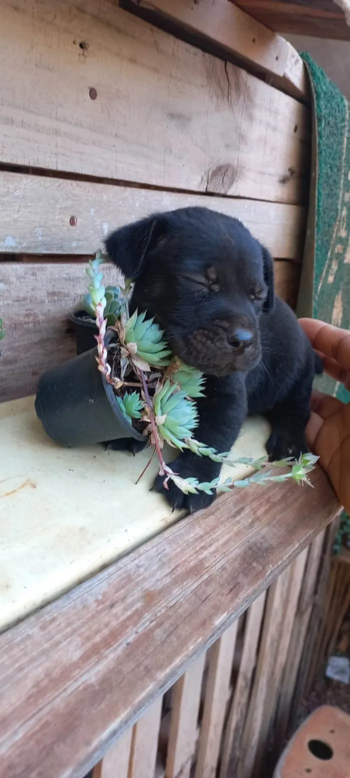 Cachorro ra a SRD-ViraLata idade Abaixo de 2 meses nome Pretinho 