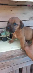 Caramelo