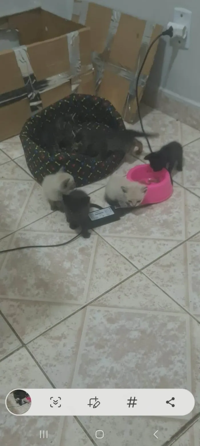 Gato ra a SRD-ViraLata idade Abaixo de 2 meses nome jose