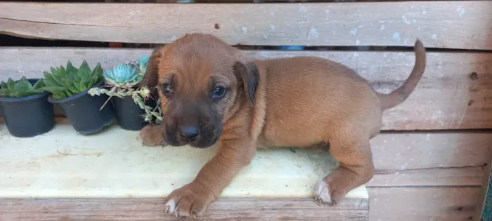 Cachorro ra a SRD-ViraLata idade Abaixo de 2 meses nome Lindinh