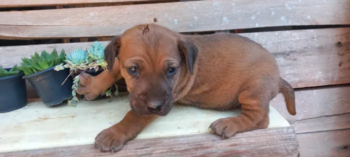 Cachorro ra a SRD-ViraLata idade Abaixo de 2 meses nome Lindinh