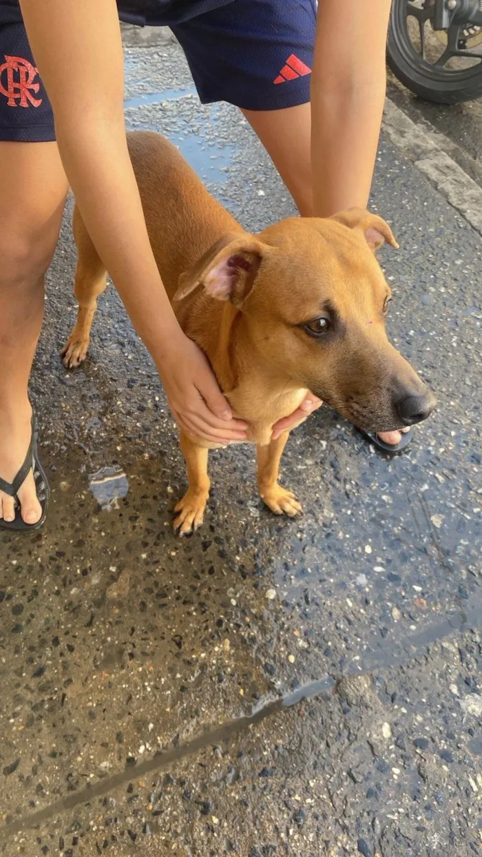 Cachorro ra a SRD-ViraLata idade 2 anos nome sem nome 