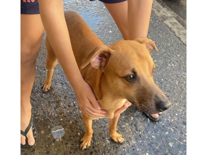 Cachorro ra a SRD-ViraLata idade 2 anos nome sem nome 