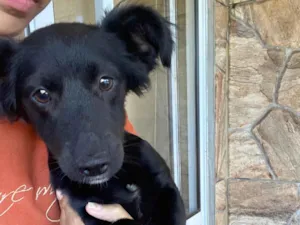 Cachorro raça SRD-ViraLata idade 2 a 6 meses nome Toreto