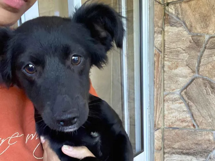 Cachorro ra a SRD-ViraLata idade 2 a 6 meses nome Toreto