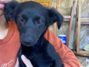 Cachorro raça SRD-ViraLata idade 2 a 6 meses nome Clotilde