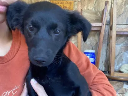 Cachorro raça SRD-ViraLata idade 2 a 6 meses nome Clotilde