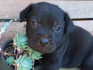 Cachorro raça SRD-ViraLata idade Abaixo de 2 meses nome Pretinho 