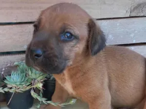 Cachorro raça SRD-ViraLata idade Abaixo de 2 meses nome Caramelo