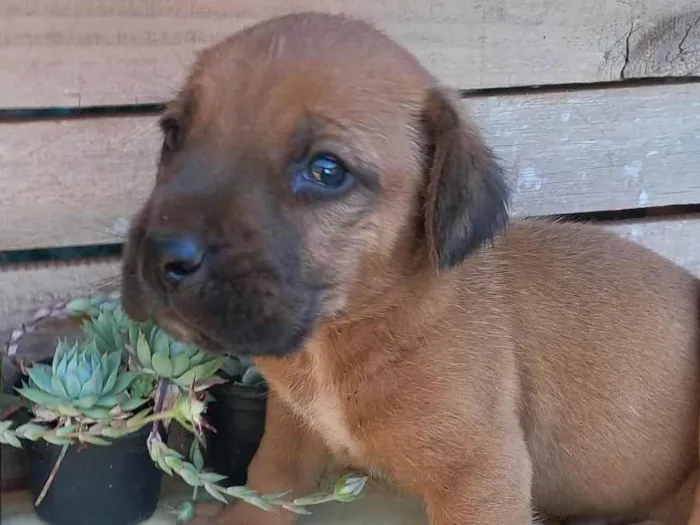 Cachorro ra a SRD-ViraLata idade Abaixo de 2 meses nome Caramelo