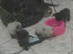 Gato raça SRD-ViraLata idade Abaixo de 2 meses nome jose