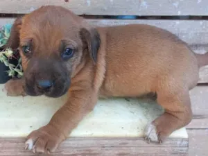 Cachorro raça SRD-ViraLata idade Abaixo de 2 meses nome Lindinh