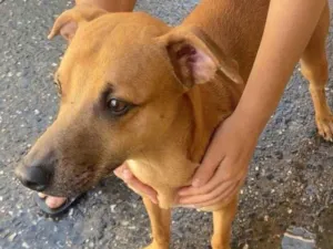 Cachorro raça SRD-ViraLata idade 2 anos nome sem nome 
